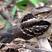 Large-tailed Nightjar